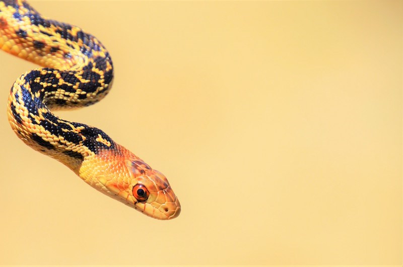 San Diego Gopher Snake San Diego Gopher Snake